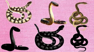 CUTE ANIMALS, Snake cobra puzzle, 귀여운 동물, 뱀 코브라 퍼즐