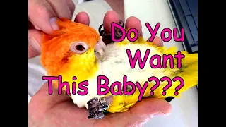 Milly the Caique Parrot Gets a Massage
