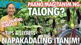 ANG DAMING BUNGA NG TALONG! PAANO NGA BA ITO ITINATANIM? NAPAKADALI LANG! (How to plant Eggplant)