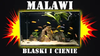 Akwarium MALAWI - wady i zalety / blaski i cienie