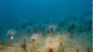IMAX Deep Sea 3D Trailer