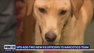 Seattle Police adds two new K9 officers to narcotics team | FOX 13 Seattle