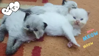 مواصفات القطط الصغيرة من عمر يوم واحد حتى عمر الشهر 💕🐈