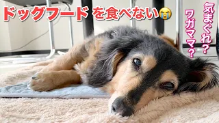 【ダックスフンド】愛犬がドッグフードを食べない？！これってわがまま？