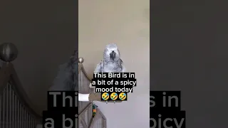 Bird In Spicy Mood 🔥🤣 #birds #animals #pets #funny #youtubeshorts #lol #parrot #greyparrot #fun #fyp