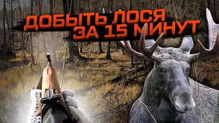 Добыть лося за 15 мин! Взяли большого быка! #добытьлося