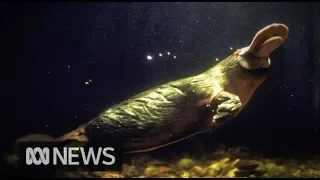 One of Australia's most iconic animals - the platypus, faces a bleak future | ABC News