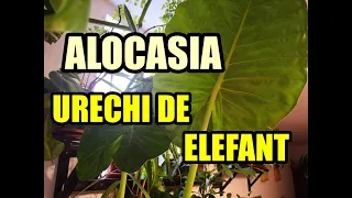 Cum se îngrijește planta "Urechi de elefant" (Alocasia)