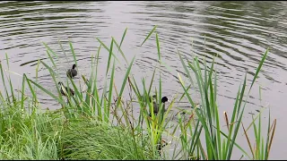 Утята балансируют на дощечке (птенцы черной гагары) / Funny ducklings