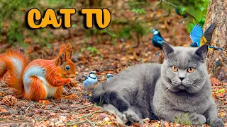 TV for Cats 😻24 Hour Bird Bonanza 🐦Uninterrupted CatTV with Fluttering Wings and Singing Birds