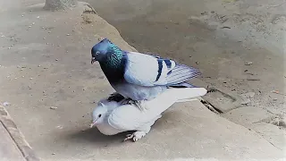 Pigeon Kissing And Mating Scene | High Flyer Pigeon Breeding Season.