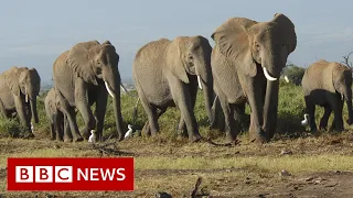 Climate change 'killing elephants', says Kenya - BBC News