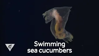 Weird and Wonderful: Swimming sea cucumbers