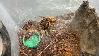 Neoholothele incei, Trinidad Olive Tarantula pairing