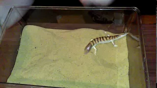 Sandfish skink