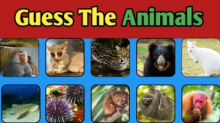 Guess The Strange Animals | Guess The Animals Quiz | wallaby, vulture, Alpaca