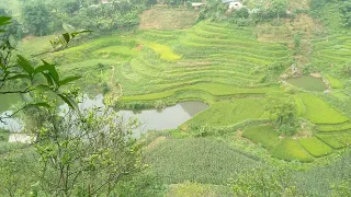 Afternoons in the countryside with goats diligently eating grass on the hills |Quý Phú