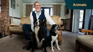 These heartwarming pups put Graeme Hall to work | Dogs Behaving (Very) Badly
