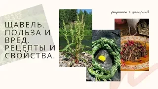 242.ЩАВЕЛЬ дикорос. Свойства, рецепты кулинарные и лечебные.