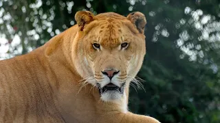 Could A Liger Survive In The Wild?