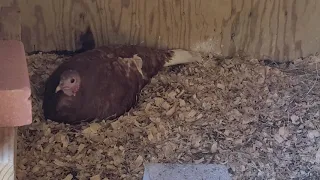 Our turkey hen lays eggs for first time