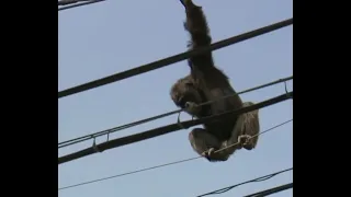 chimp escape :primate swings from live power lines falls from électricity pole