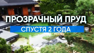 Прозрачный пруд в японском стиле спустя два года. Что стало с прудом в котором живет осетр?