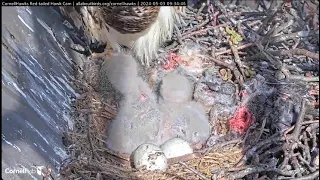 Cornell Lab  Red-tailed Hawks- Myszołowy rdzawosterne- Karmienie maluszków🐥🌹🍀🐥🌹🍀🥚🍀🌹🥚🍀🌹03/05/2024