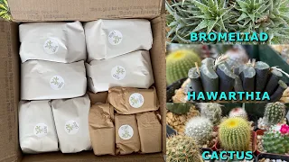 Unboxing cactus & succulents from Planet Desert #SHORTS