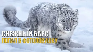 Любопытный снежный барс ПОПАЛ В ОБЪЕКТИВ ФОТОЛОВУШКИ