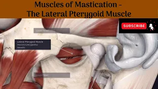 Lateral Pterygoid muscle | Origin | Insertion | Nerve Supply | Actions | Relations