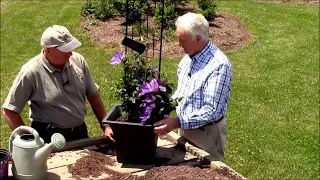 How to Grow Clematis in Containers//Tips from world authority on clematis, Raymond Evison!