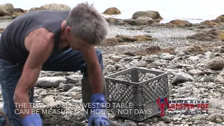 Where do Steamer Clams Come From?