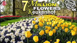 Keukenhof Universe biggest flower garden, 4K walk -2024-Holland, Netherlands 🇳🇱