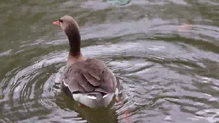 Greater white-fronted goose protects the female duck from other ducks