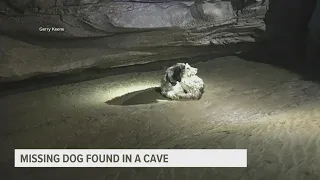 Hikers find missing dog living in cave for almost 2 months with no food