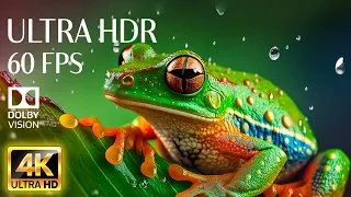 4K HDR 60fps Dolby Vision with Animal Sounds & Calming Music (Colorful Dynamic)