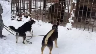 Притравка по Медведю Восточно Сибирские Лайки