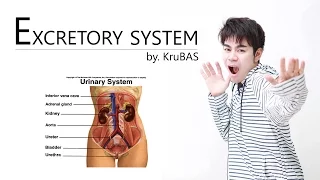 ชีววิทยาครูบาส เรื่อง ระบบขับถ่าย ตอนที่1 (ไต : Renal : Kidney)