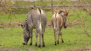 New Zebra Foal at the Bronx Zoo