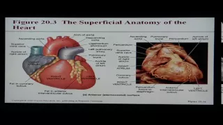 Anatomy and Physiology Help: Chapter 20 Cardiovascular System