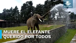 Adiós “Ted”, muere elefante de 60 años en el zoológico de Zacango, Edomex