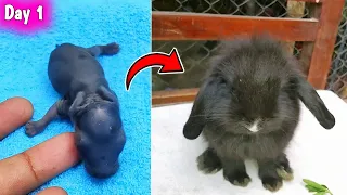 Newborn Rabbit Grow Up | Day 1 - 21 | The cute baby Rabbit Growing Up Time lapse