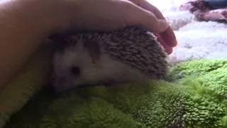 【ハリネズミ】ハリー、ピーピー鳴く／【Hedgehog】HARRY squeaking like talking