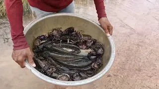 amazing fishing a fisherman skill catch fish a lots on the road flooding by best hand today