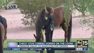 Two horses got loose in Paradise Valley