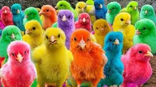 World Cute Chickens, Colorful Chickens, Rainbow Chickens, Cute Ducks, Eggs, Rabbits, Cute Animals 🐤🦆