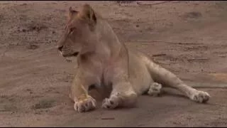 Safari Live Videos-Sunrise Drive- Aug 16-Amber Eyes Contact Calling to her Pride