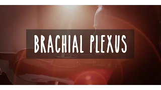 Neuroanatomy S2 E2: Brachial Plexus #neuroanatomy #ubcmedicine