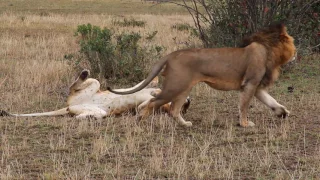 Masai Mara Mating Lions